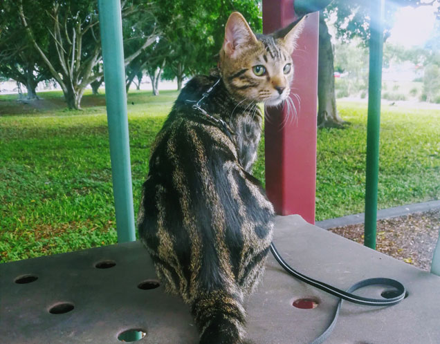 rspca adopted cat pickle learns to walk on a harness